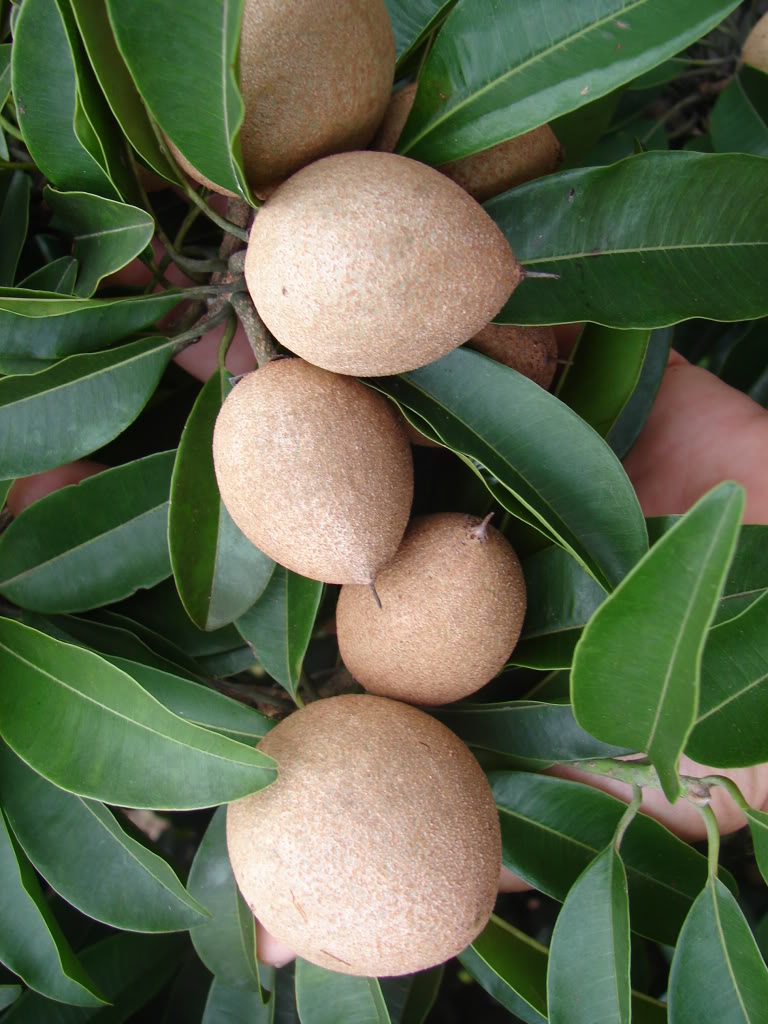 Sapodilla