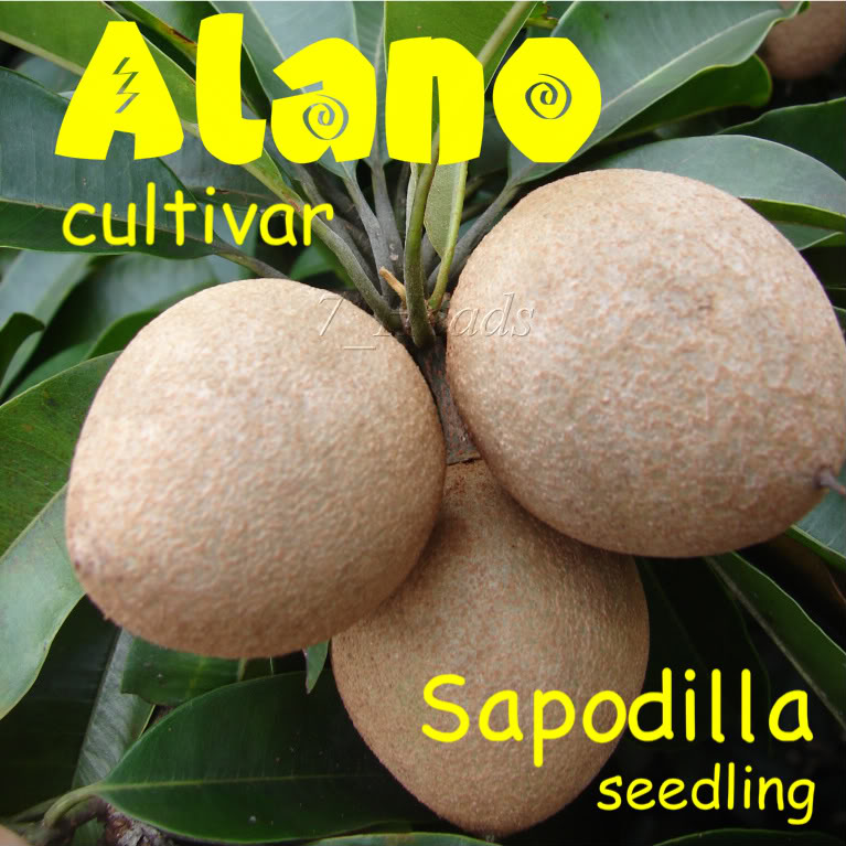 Alano Sapodilla