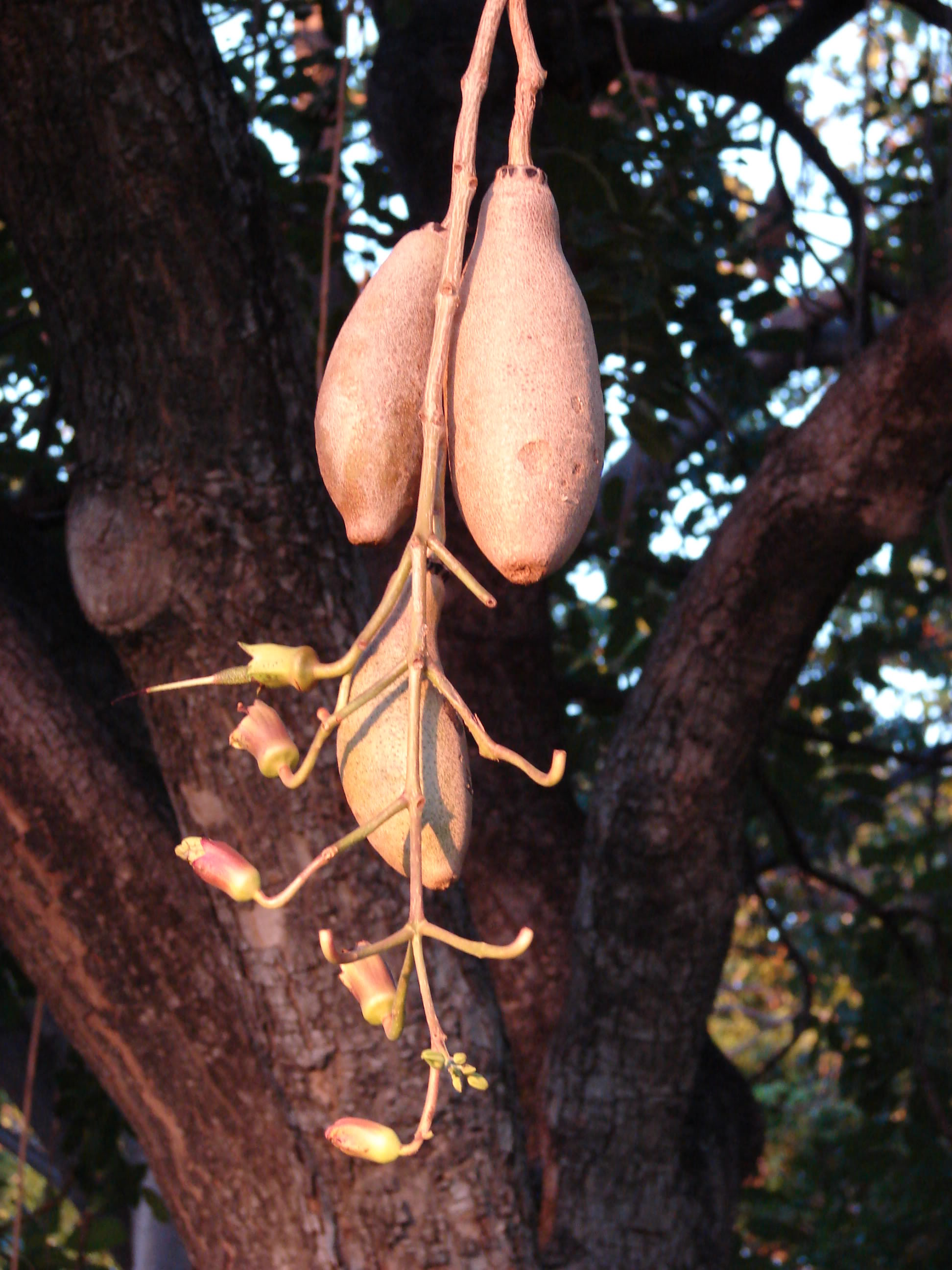 Sausage Tree
Kigelia africana