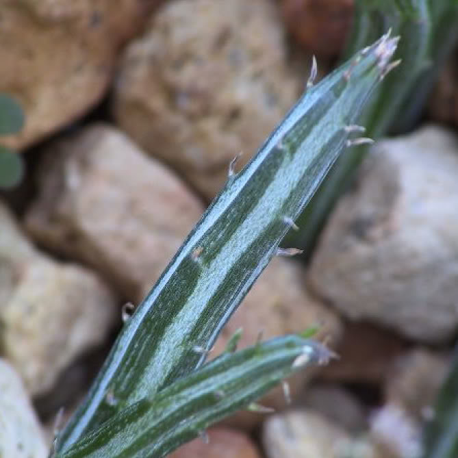 Senecio stapeliaeformis