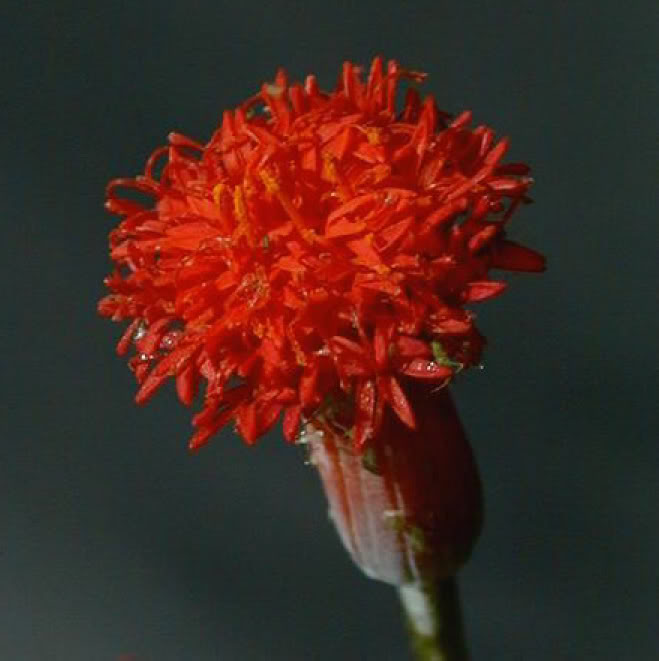 Senecio stapeliaeformis