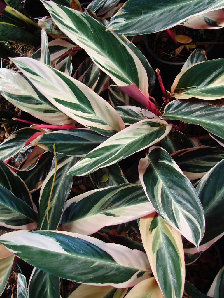 Stromanthe are very colorful, tropical plants!
 picture by 7_Heads