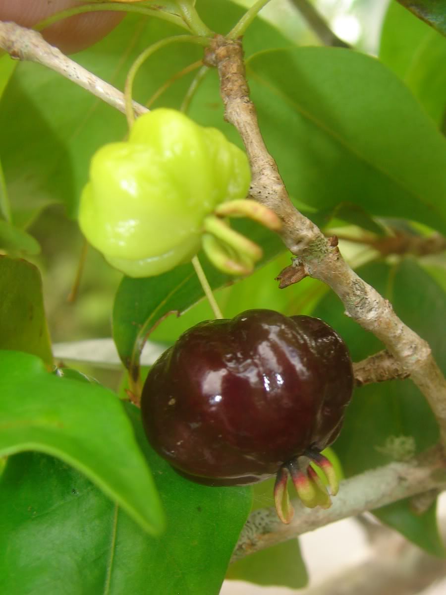 Black Suriname cherry