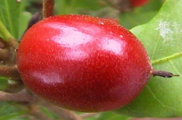 MIRACLE FRUIT 
After eating one miracle fruit, sour things will instantly taste sweet.