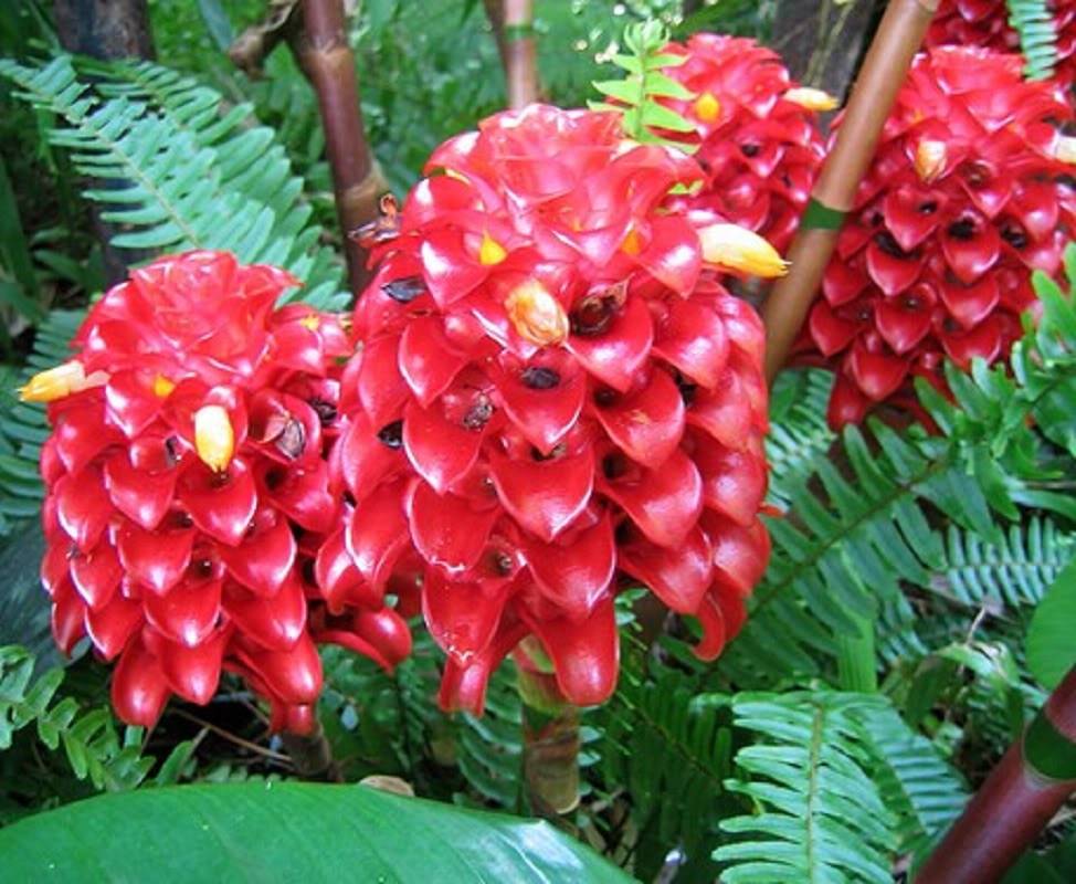 Indonesian Wax Ginger