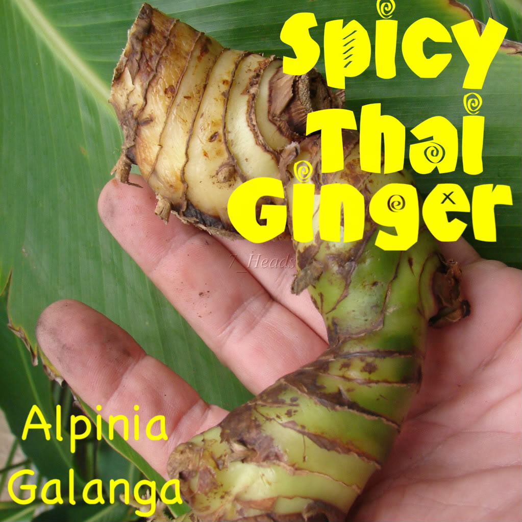 *UNCLE CHAN* 1 LIVE RHIZOME Alpinia Galanga Spicy Thai Ginger Herb used