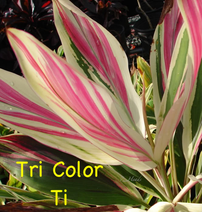 Tri Color Ti 
    picture by 7_Heads