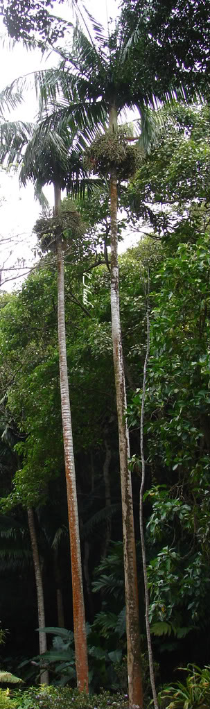 Tall Joannis Palms with slender trunk, open crown of arching fronds.
picture by 7_Heads