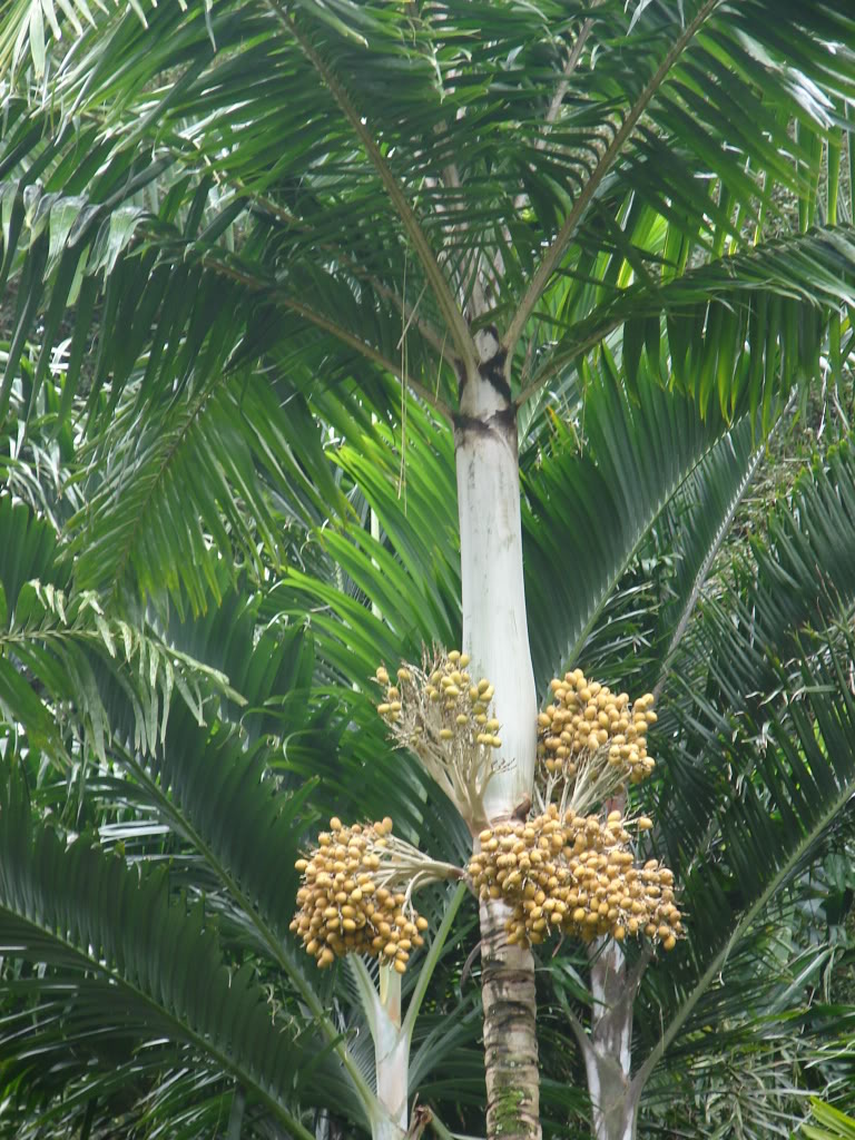 One of the most beautiful Veitchias, Veitchia spiralis from rainforests on the Vanuatu.
Veitchia spiralis has a slender, smooth, gray trunk; a long crownshaft; and large, arching leaves with drooping segments with tips that appear jagged and torn. 
picture by 7_Heads