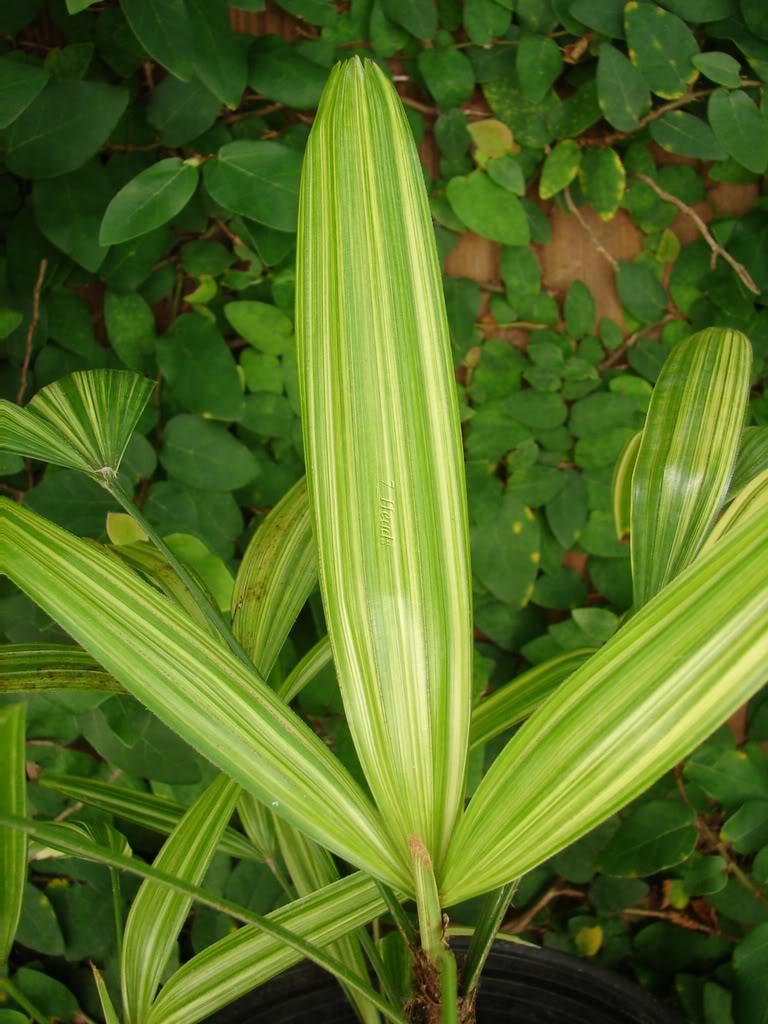 Rhapis Humilis Lady store Palm Variegated Free Certificate Phytosanitary