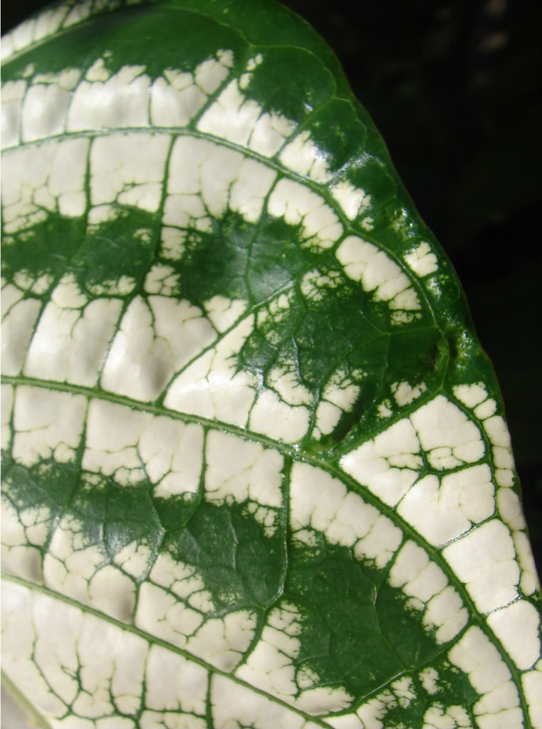 Variegated Tahitian Noni
 strong variegation of leaf detail.