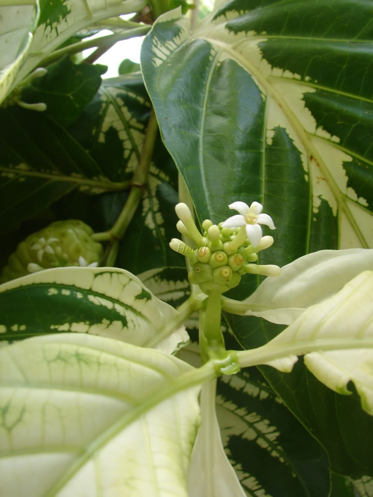 Variegated Tahitian Noni picture by 7_Heads