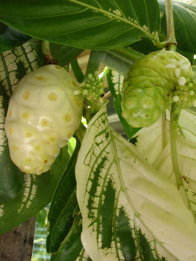 Variegated Tahitian Noni picture by 7_Heads
