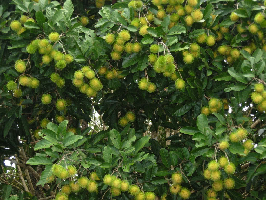 Yellow-fruited rambutan have delicious fruit, a very rare variety of the rambutan outside of southeast Asia.