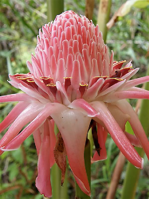 Yamamoto Torch Ginger