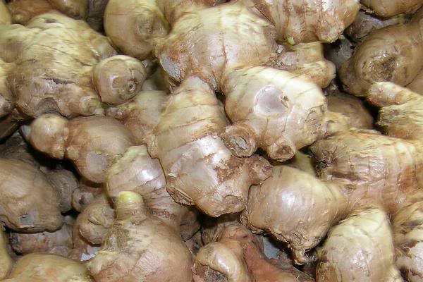 Edible Ginger Rhizomes
 This extremely versatile root is known for its popularity in Oriental and Indian cooking. 