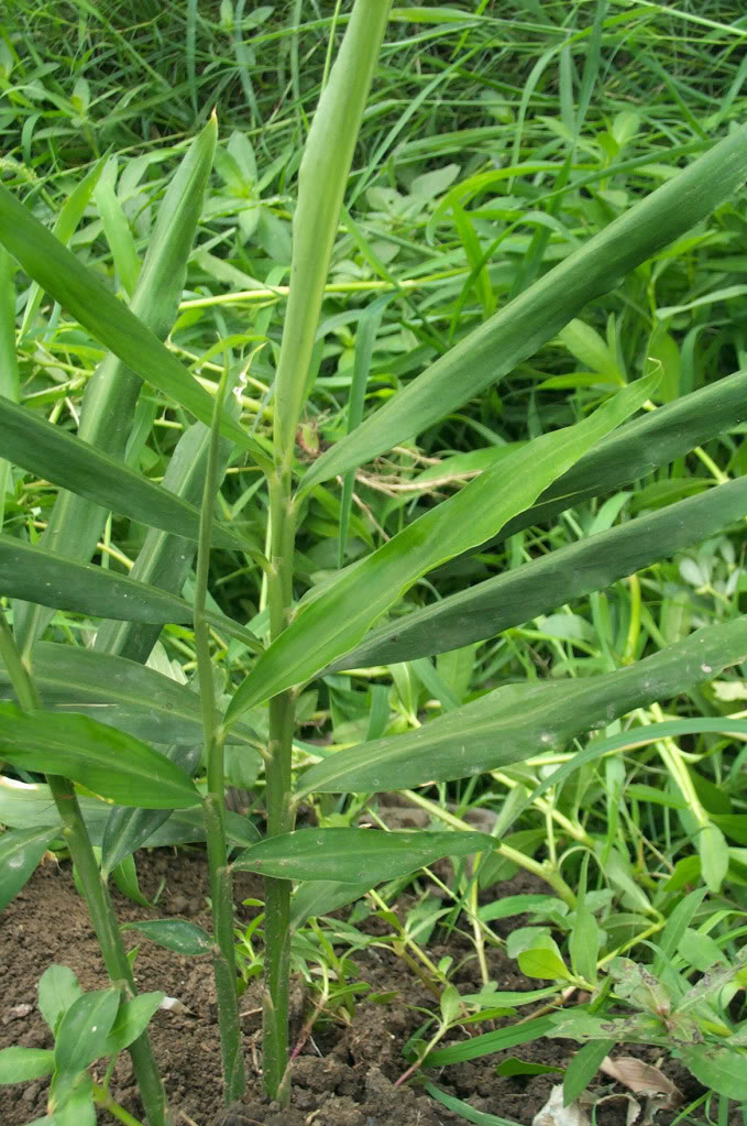 Zingiber officinale 
'Edible Ginger' has thin stems and leaves.