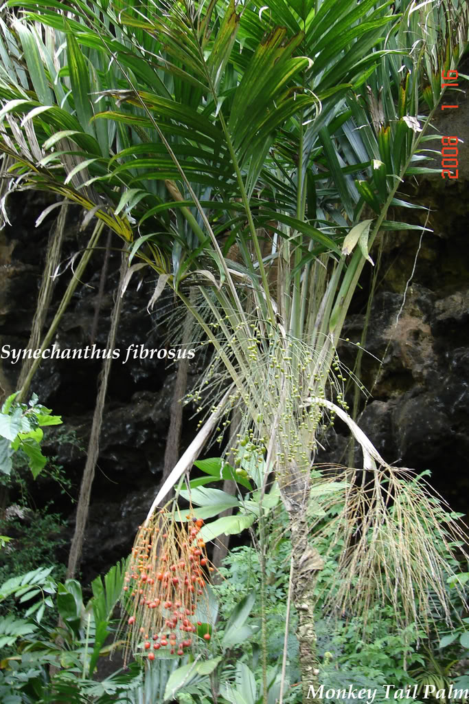 Monkey Tail Palm
 Synechanthus fibrosus
 A very fast growing and a very rewarding palm for the humid tropics