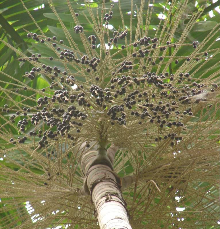 Açaí Palm Inflorence