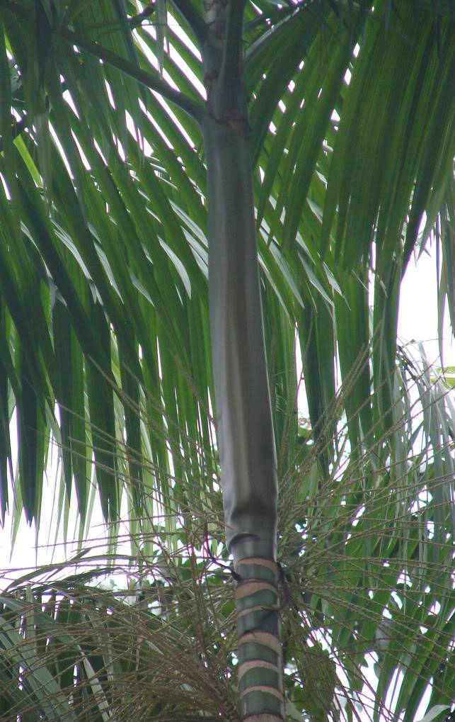 Euterpe oleracea
 This is the genuine Açaí palm, a very tropical palm from Brazil