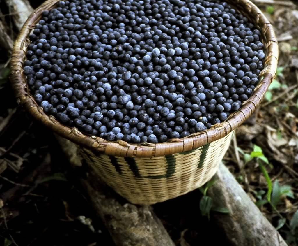 Açaí Palm Berries
 The round dark purple fruits are largely used worldwide for juices, energetic food, smoothies, ice cream, etc.