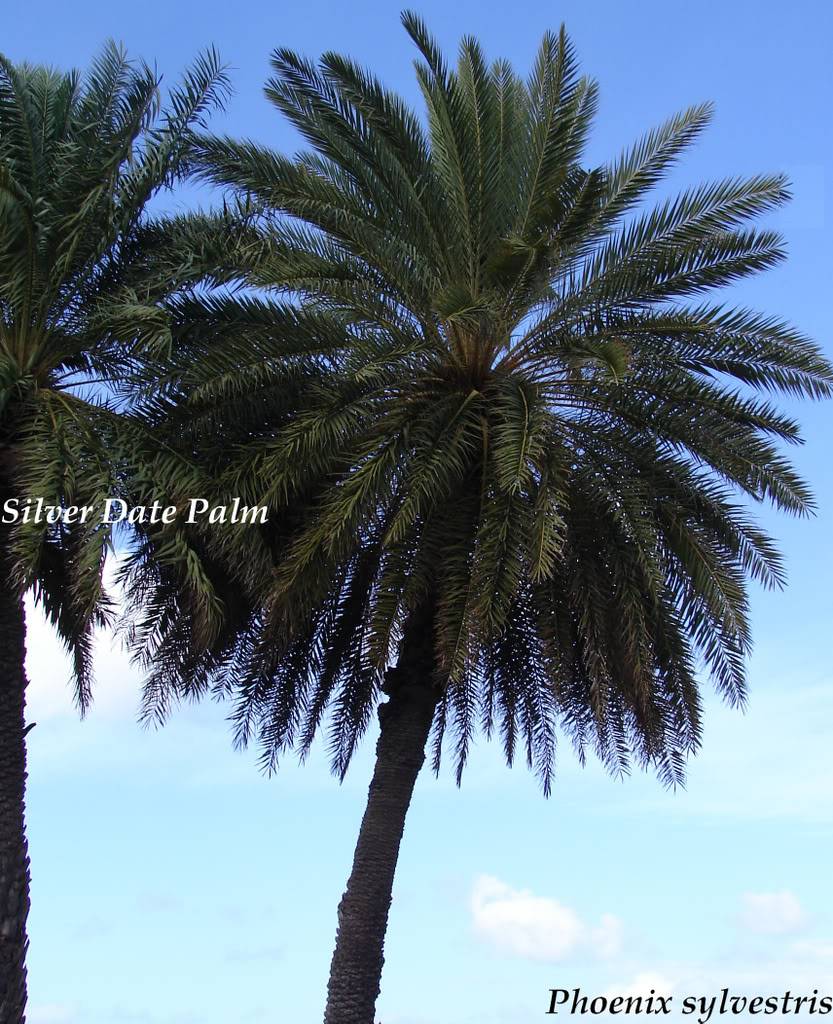 Phoenix sylvestris 
The Silver Date Palm is a popular palm species here in Hawaii.