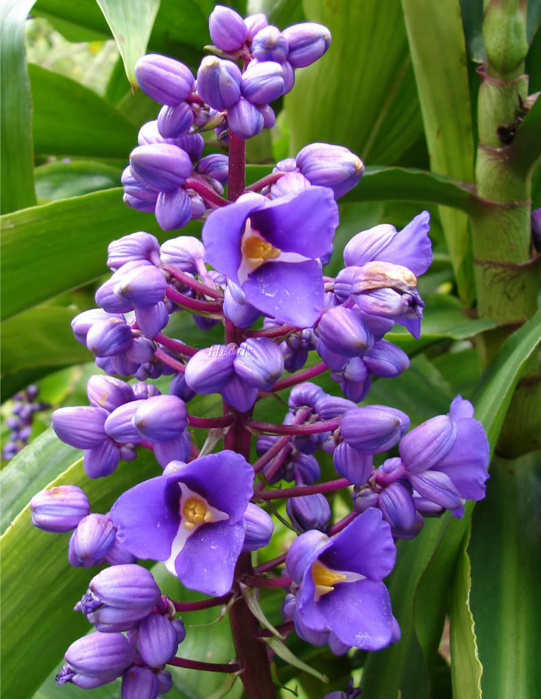 'Blue Ginger' these gorgeous blue flowers not a true ginger.