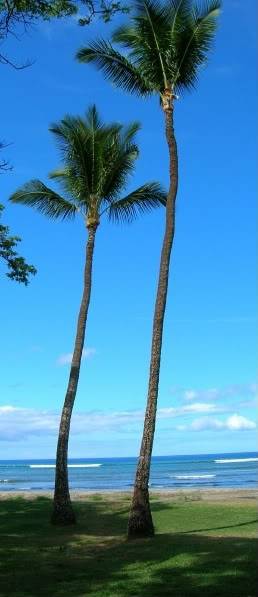 cocos_nucifera.jpg Hawaiian Coconut picture by 7_Heads