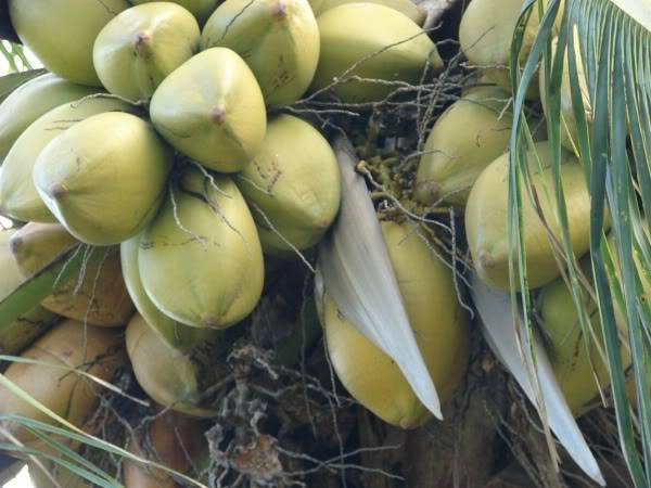 Hawaiian Coconut fruits are oval and covered with a
    smooth skin which can be bright green, brilliant orange or ivory colored.