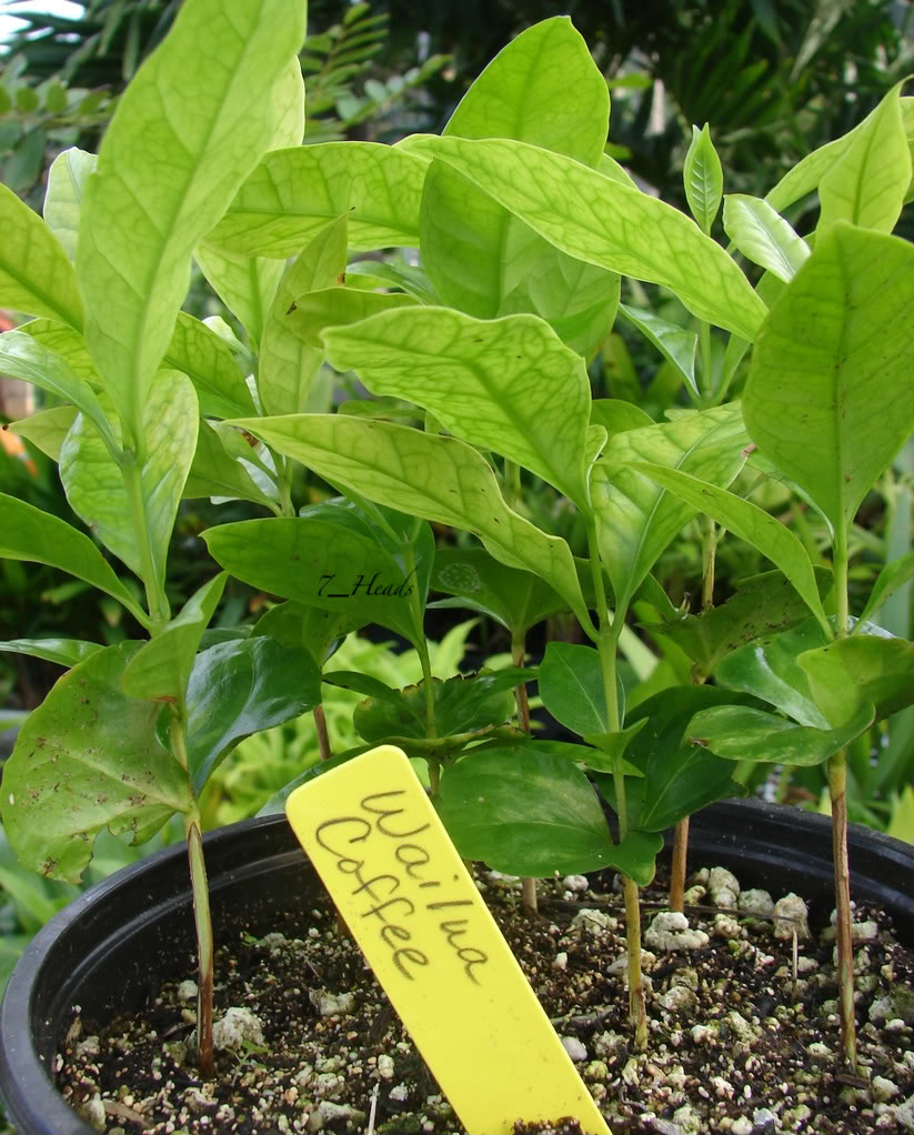 Waialua Coffee seedling for sale
 picture by 7_Heads