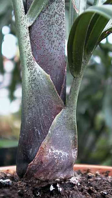 Young Triangle Palm Crown detail.
A very striking palm that makes an excellent specimen plant.