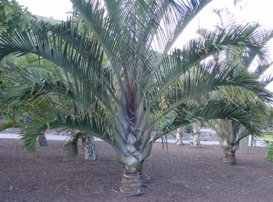 Triangle Palm is a very striking palm that makes an excellent specimen plant.