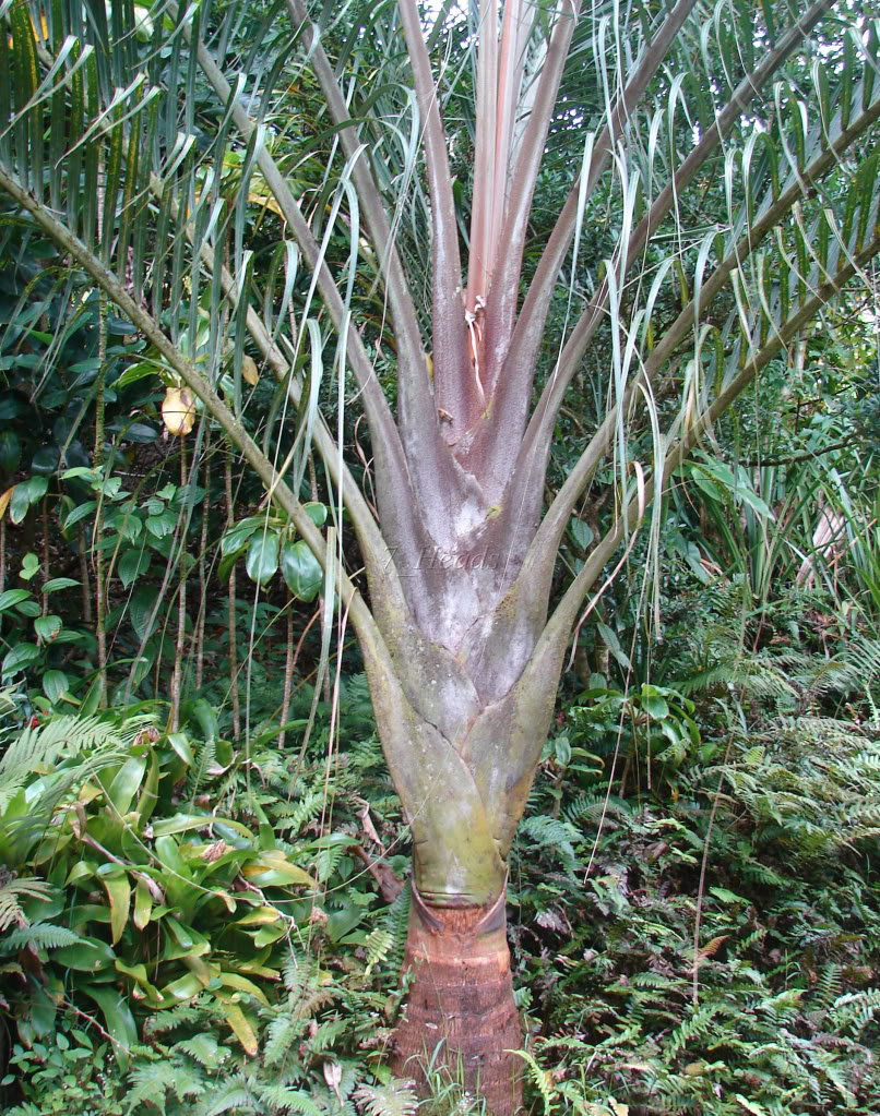 Mature Triangle Palm. A very striking palm that you just must have.