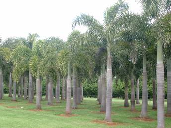 ec1e46ca.jpg Foxtail Palm picture by 7_Heads