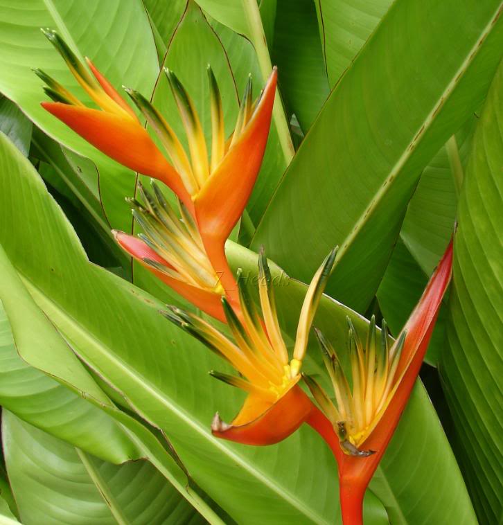 Heliconia 'Guadeloupe' 
picture by 7_Heads