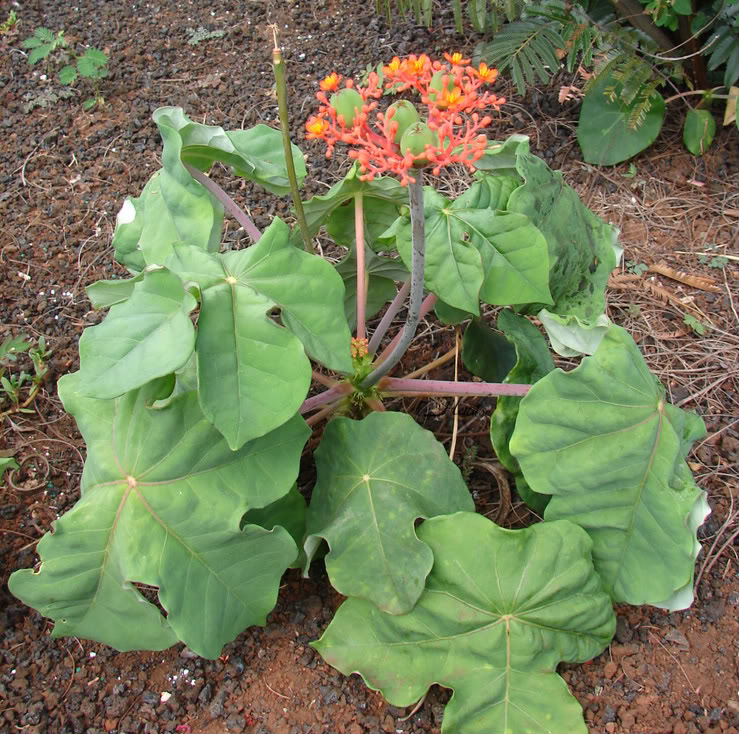 Buddha Belly Plant Jatropha podagrica picture by 7_Heads