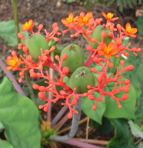 Jatropha podagrica picture by 7_Heads