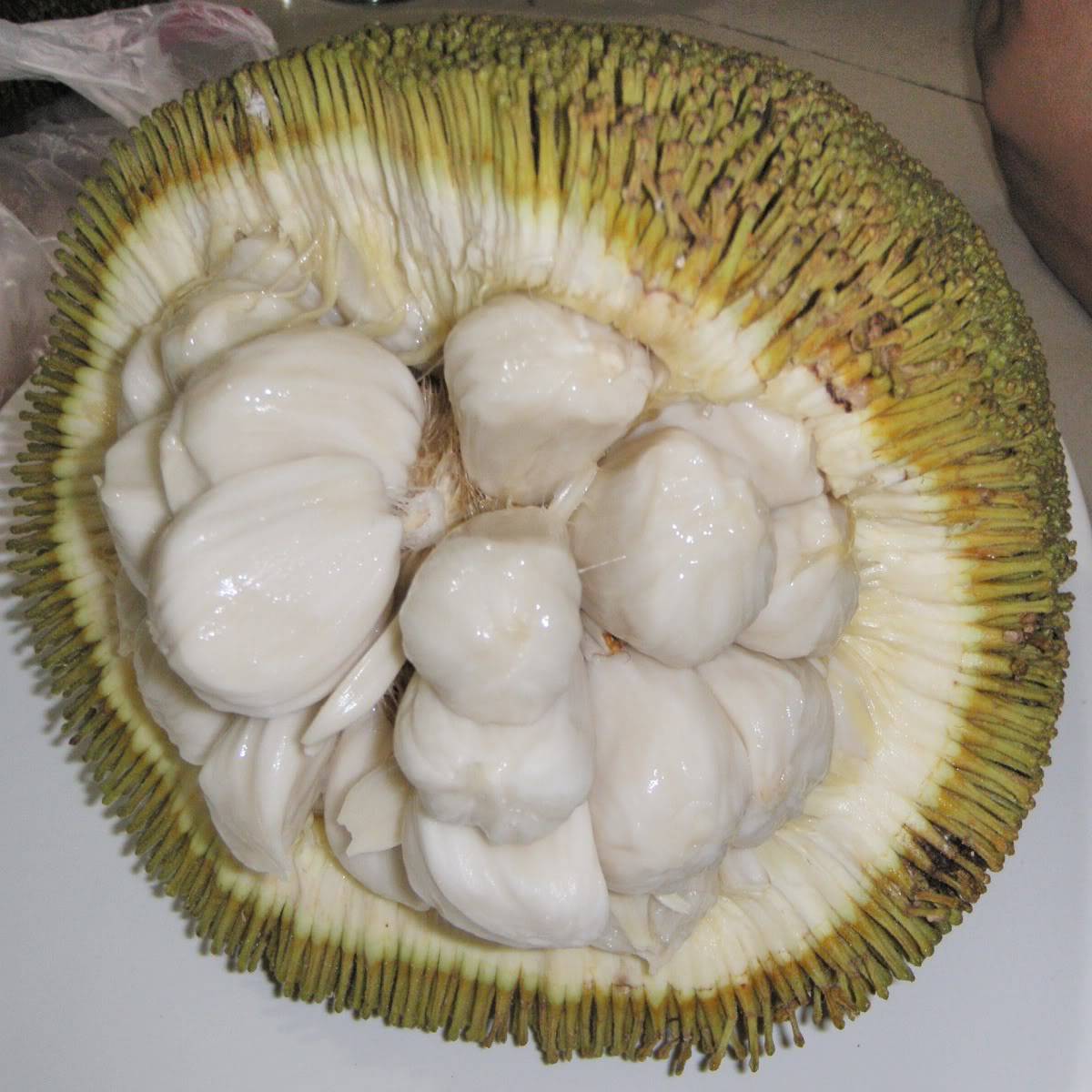 Marang
    Artocarpus odoratissimus
    Terap Tree