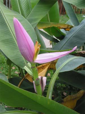 Musa velutina (Musaceae)