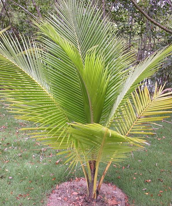 Samoan Dwarf (Niu Leka) Coconut picture by 7_Heads