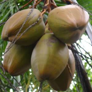 Cocos nucifera Coconut Palm seed.
Coconut fruits are oval and covered with a
    smooth skin which can be bright green, brilliant orange or ivory colored.