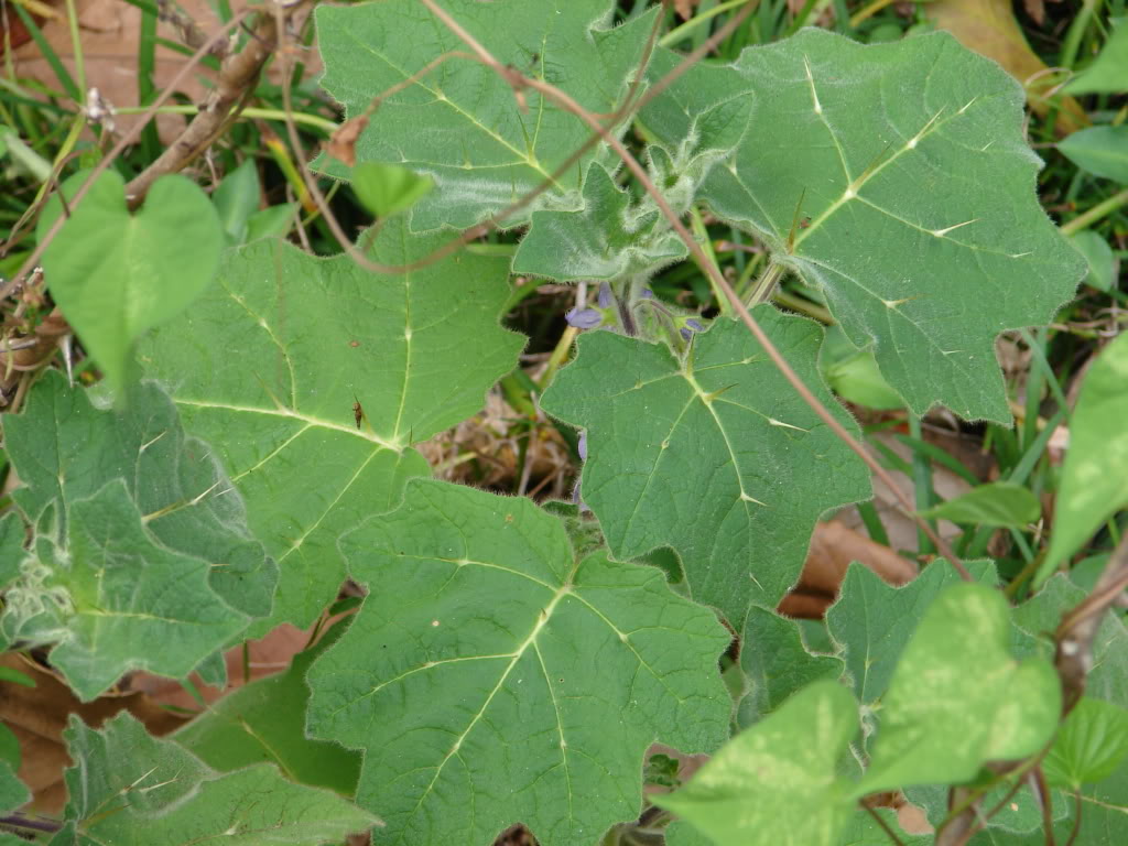 The attractive thorned leaves are large, lobed and tropical looking.