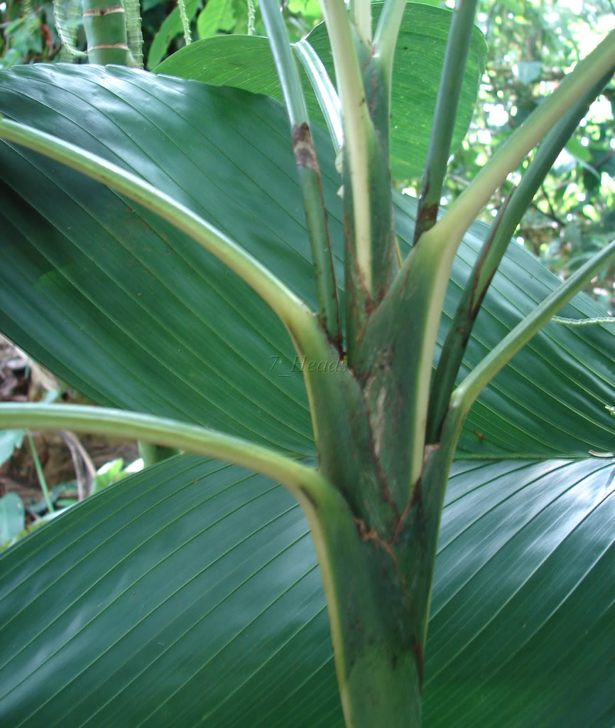 Young Monkey Tail Palm showing young wide leaf detail.
 Synechanthus fibrosus
 picture by 7_Heads