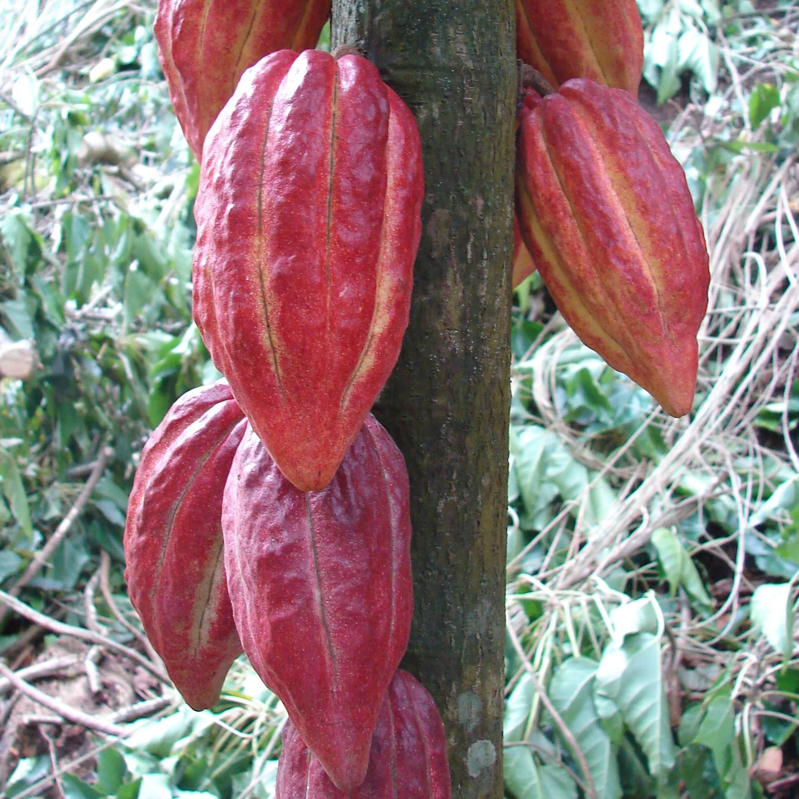 Theobroma Cacao