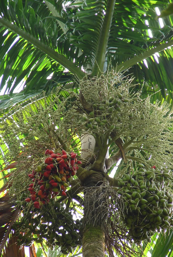 Elegant Joannis Palm A very tall, solitary, feather palm to about 90 feet, with gracefully arching, dark green leaves, and a bright green crownshaft.
picture by 7_Heads