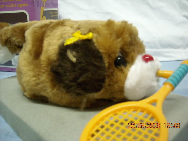 rolloverpuppy.jpg picture by blacksword78