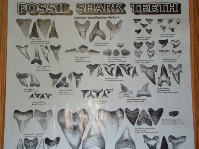 shark tooth identification card