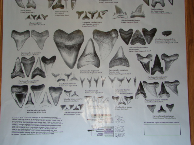 Sharksteeth.com : ** Poster book Megalodon Shark teeth tooth ID fossil