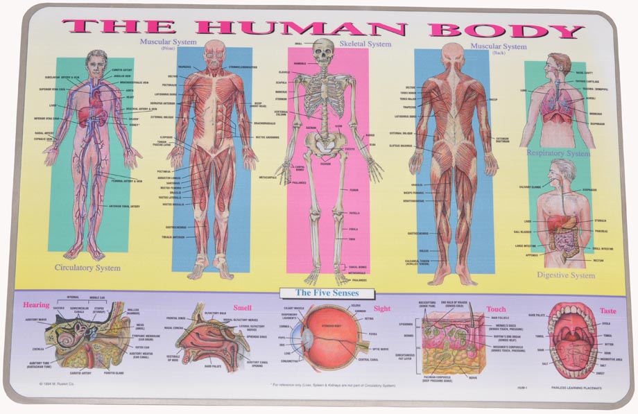 HUMAN BODY Science Educational School Homeschool Placemat