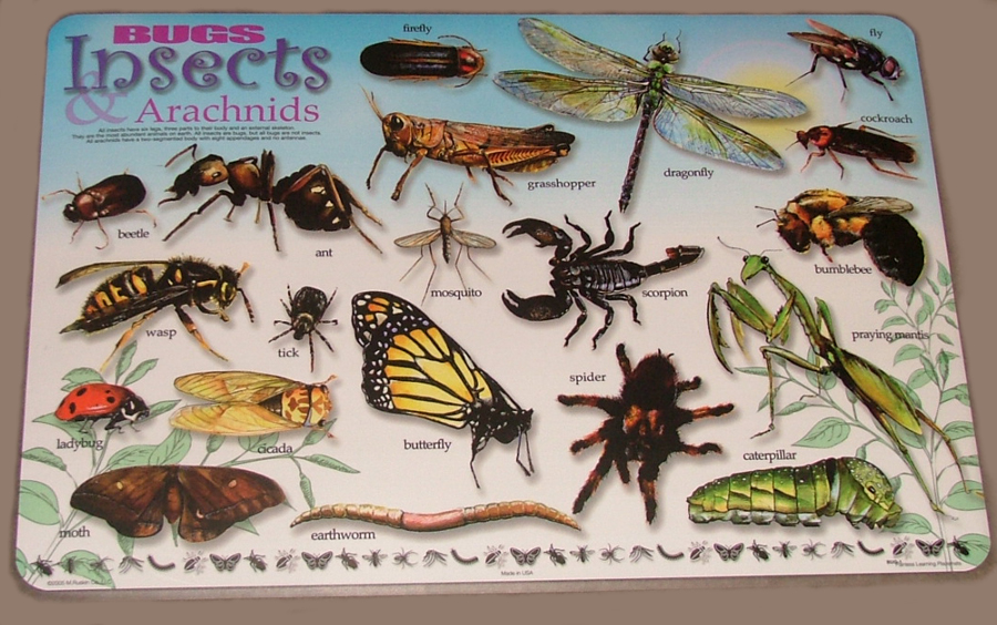 BUGS - INSECTS & ARACHNIDS Educational Early Learning School Placemat